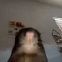 rickyy_rat