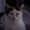 merlindercoole
