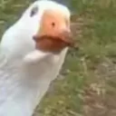 frenzyplays