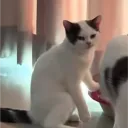 dekbellz