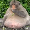 crognolius avatar