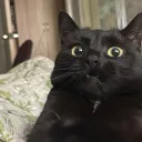 dedyss