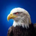 eagle.dzn