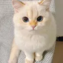 dimasix.kun