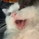 doalt