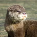 otterlyeli