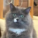 meow_aurr