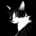 avatar Daniel       ✞