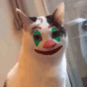 jokertheplumber