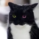fushf avatar