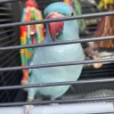 joonoid