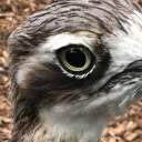 quexeky