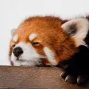 windypanda1