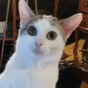 troyy_
