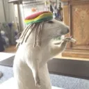 nonchalantrat avatar