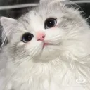 kylyyyn