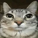 isaisalol