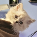 Steamy_Cat member profile picture