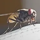 fly_af