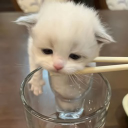 avatar hong
