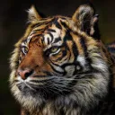 lighttigerxiv