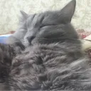 maksimoos