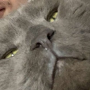 Discord Avatar