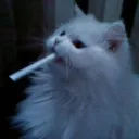 aurvraaa