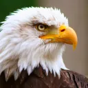 justabird0720