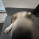 ogppcat