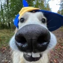 barneysku