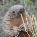 avatar SlovenskyBengoro