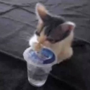 avatar SlovenskyBengoro