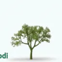 treelover5534