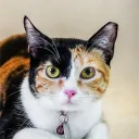 peaches.the.cat
