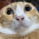 ukimeow