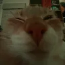 hedgehog3000