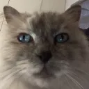 bertiep