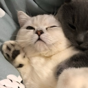 avatar cat
