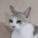 lazylime