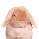 pxtr._
