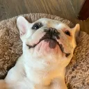 pigxly