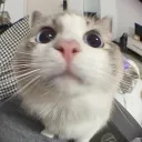 kykatt