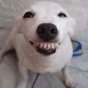 billseuvage