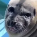 wasabitheseal