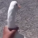 am__goose