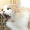 avatar hyacinth 🍄₍^. .^₎⟆