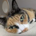 nyanko7