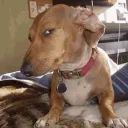 bl_ess