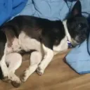baconstrip9195